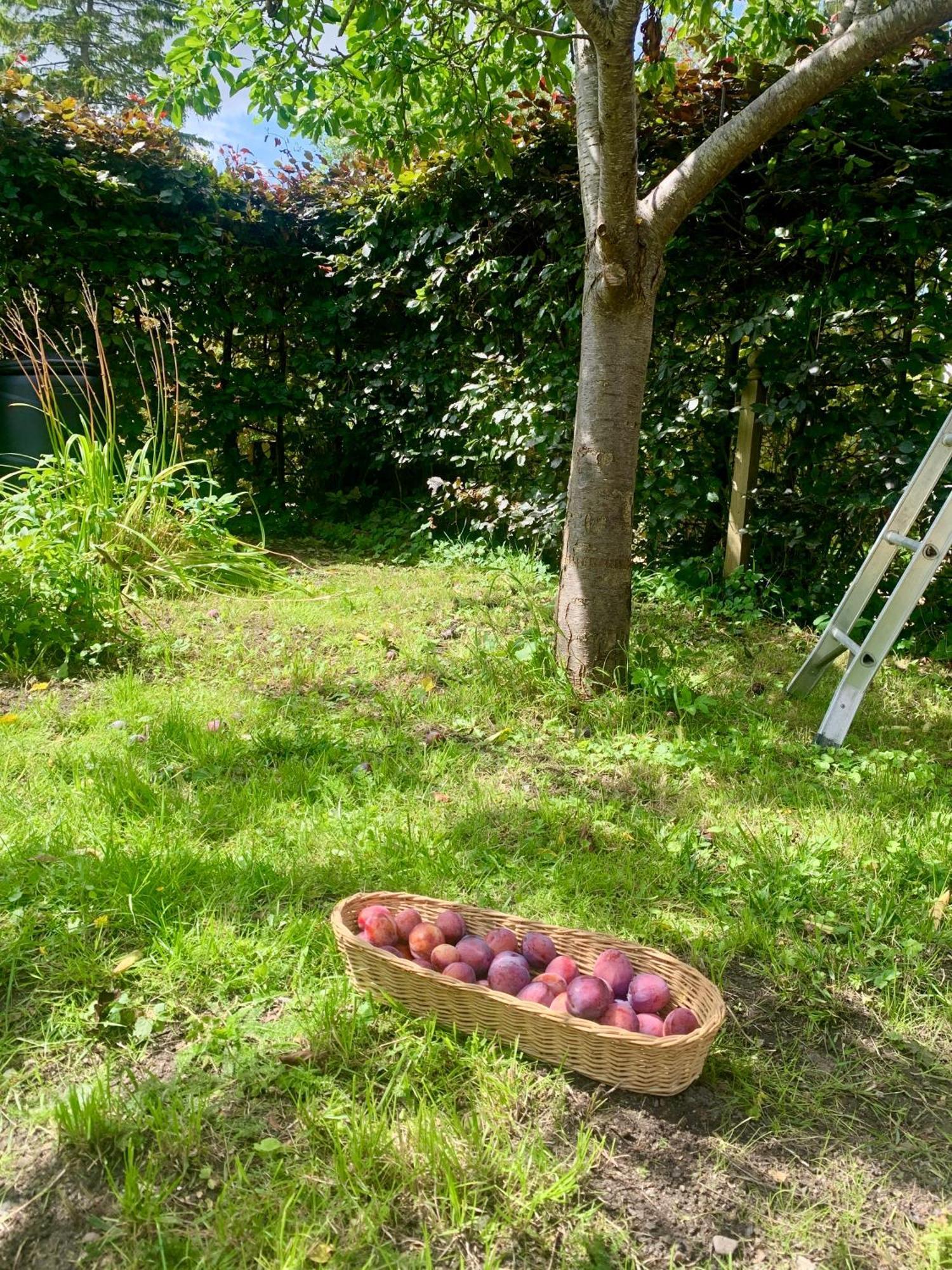 Вілла The Little Orchard Watlington  Екстер'єр фото