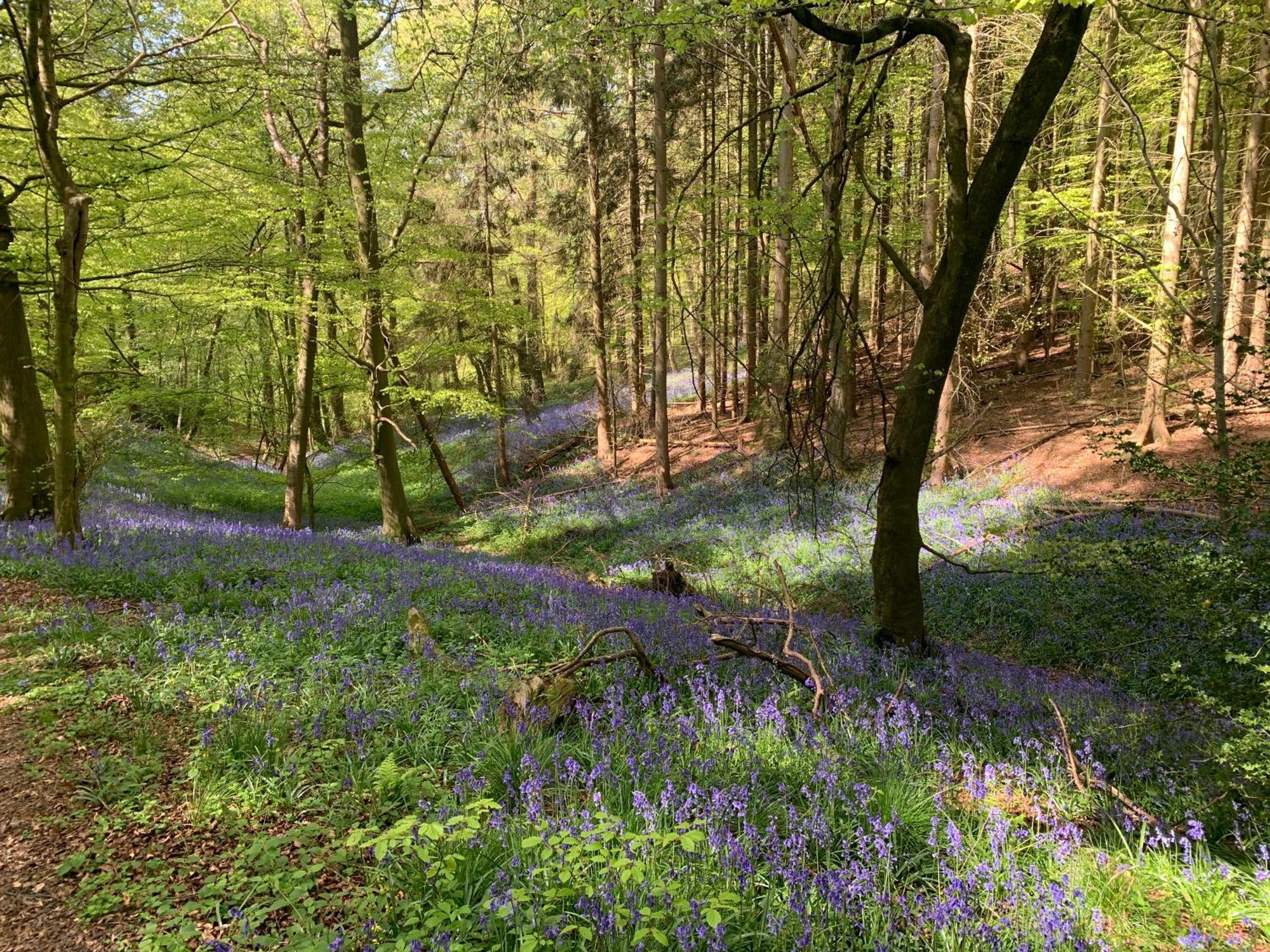 Вілла The Little Orchard Watlington  Екстер'єр фото
